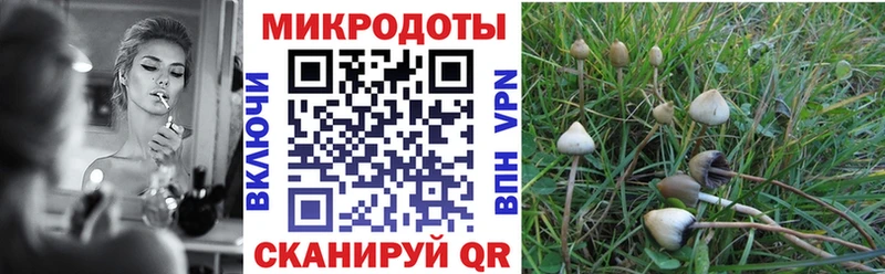 Купить  Далматово  Галлюциногенные грибы Cubensis 